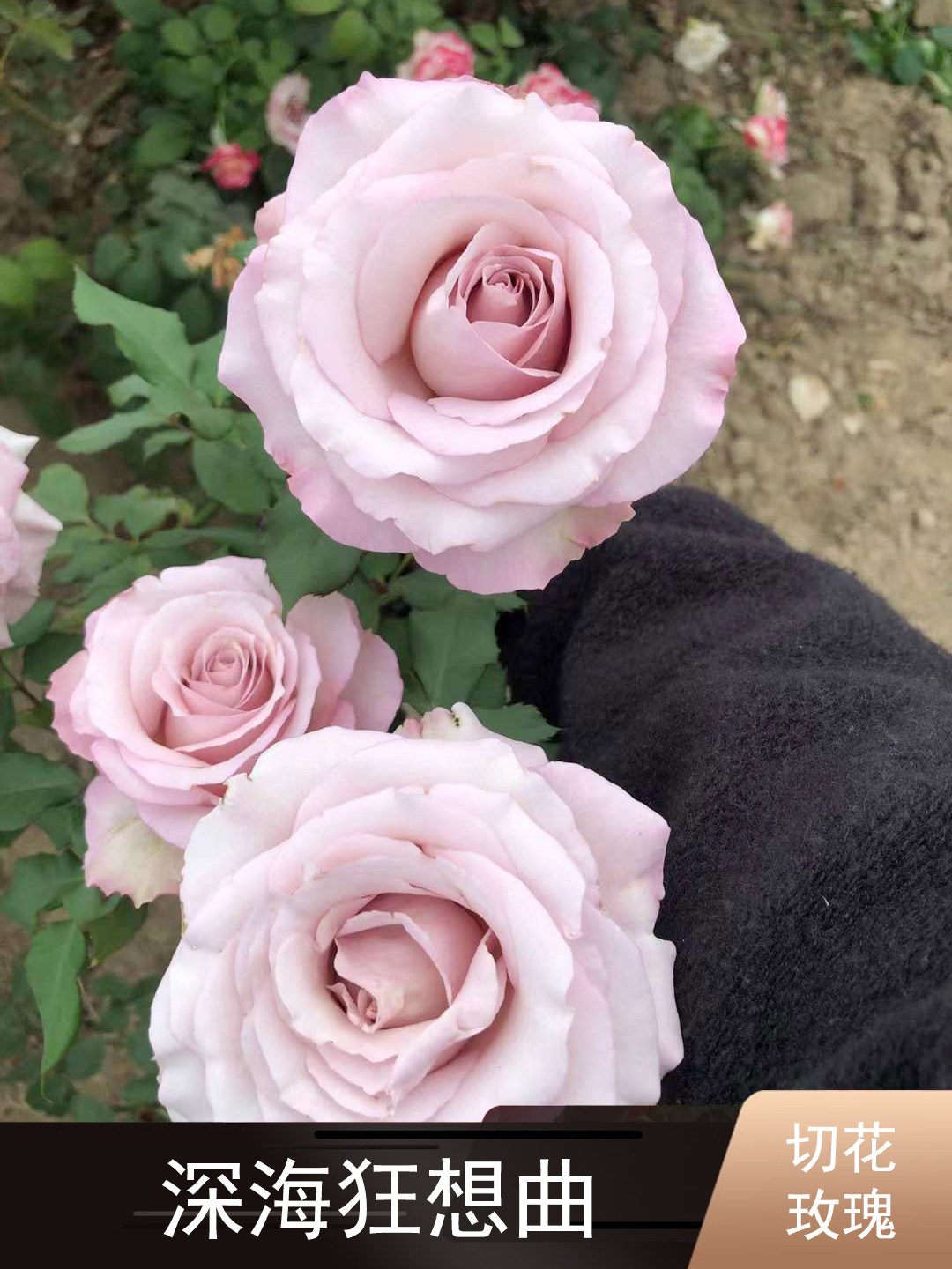 老花痴 深海狂想曲 大花月季花苗绿植花卉玫瑰阳台庭院盆栽地栽