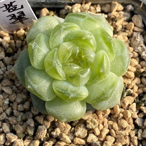 苍翠 新品 糖心混优选出来的 母本 已定繁 一物一拍 港湾多肉园地