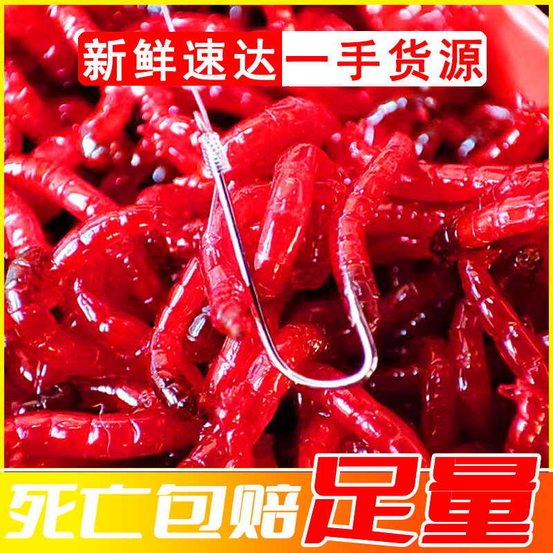 【河边直发】鲜活红虫特大公虫活体活饵喂鱼饵鲫鱼饵料蚯蚓鱼饵,户外/登山/野营/旅行用品,活饵/谷麦饵等饵料,淘宝优惠券,粉丝福利购,淘宝优惠卷