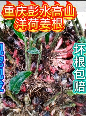 重庆彭水洋荷姜种根现挖现发阳荷姜种根洋荷姜根根量大优惠