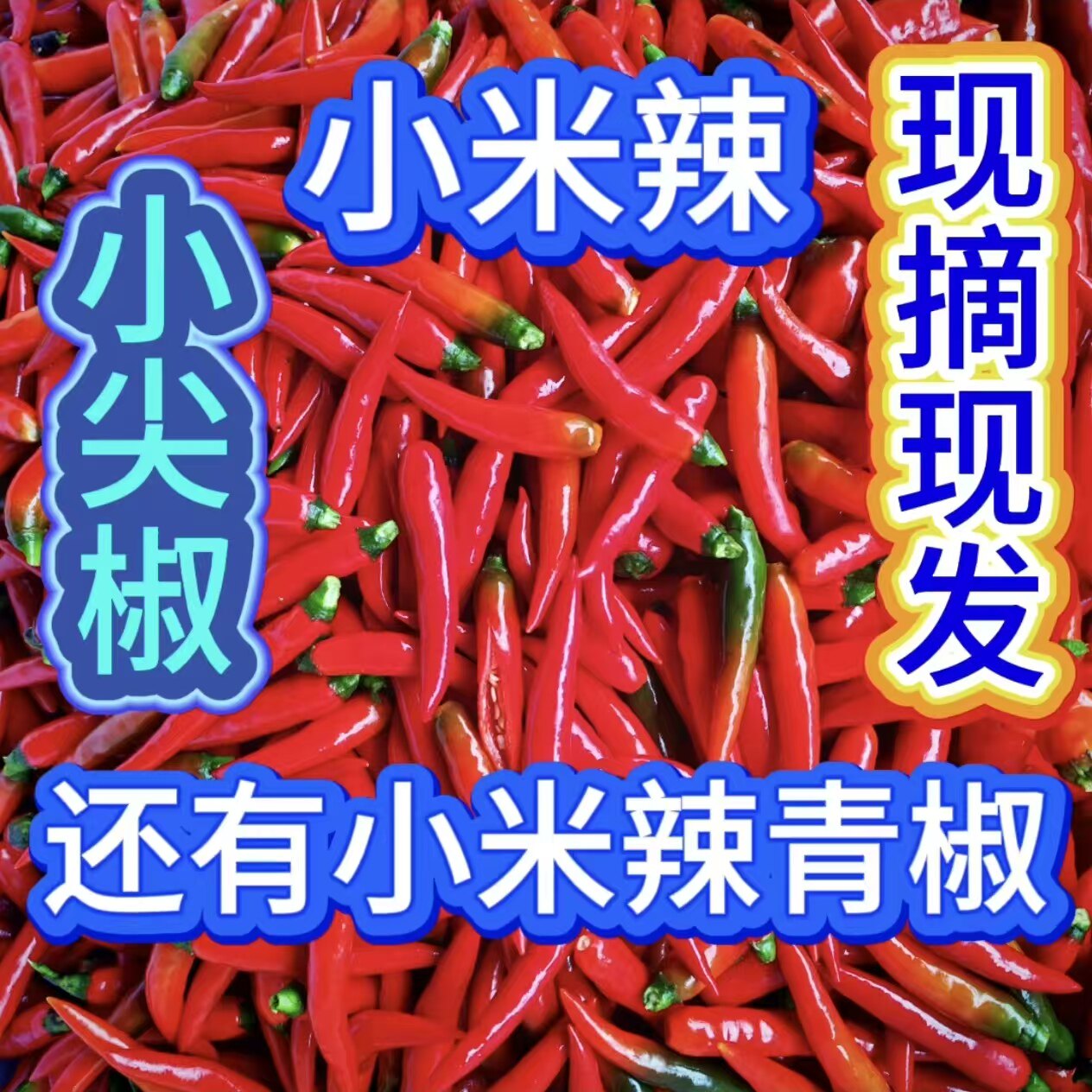 重庆彭水小米辣新鲜现摘现发超辣薄皮土红辣椒指天椒小米椒朝天椒