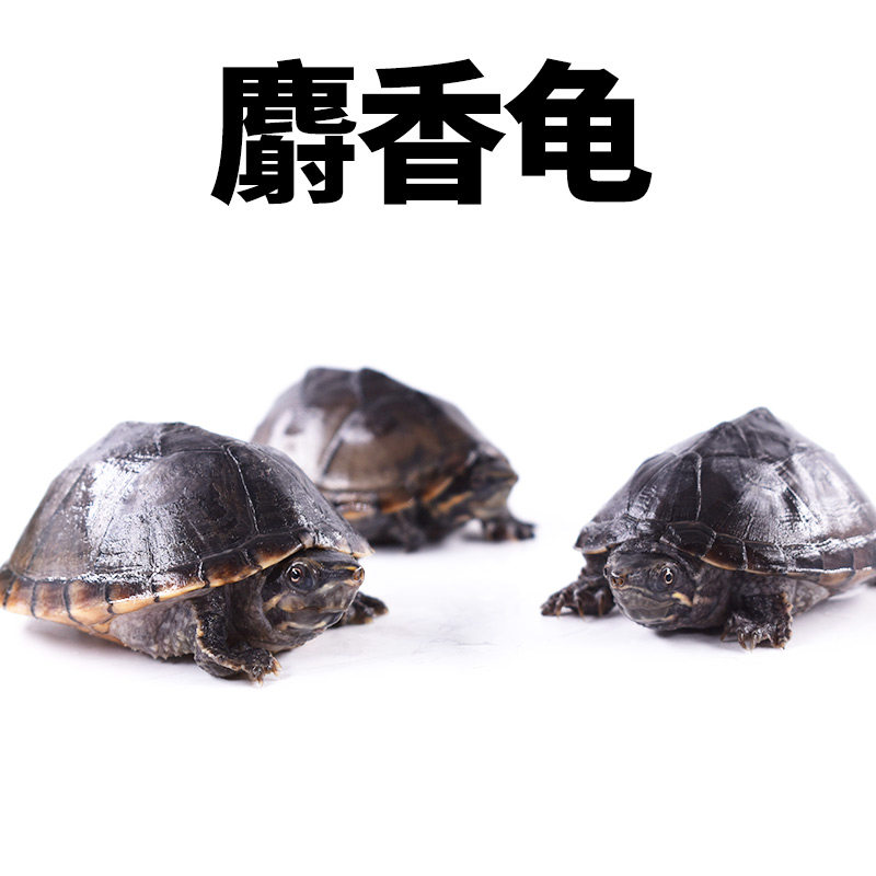 乌龟麝香龟活体宠物龟剃刀深水龟刀香苗蛋龟迷你观赏龟活物龟包邮