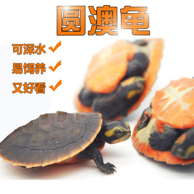 乌龟活体深水龟圆奥龟苗子观赏龟蛋龟圆澳活物全品开食吃鱼粪清洁