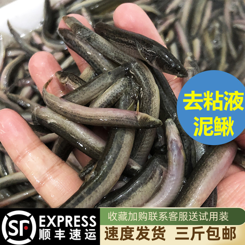 冷冻小泥鳅去黏液段龙鱼魟鱼虎鱼饲料冻虾速冻淡水河虾鱼食鲜活
