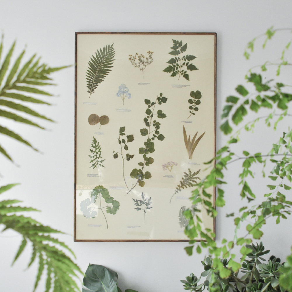 朴一植物原创植物艺术标本装饰画 干花挂画客厅背景墙民宿茶馆,家居饰品,标本类装饰画,淘宝优惠券,粉丝福利购,淘宝优惠卷