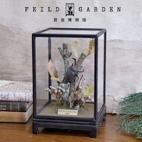 昆虫标本甲虫蝴蝶生态标本