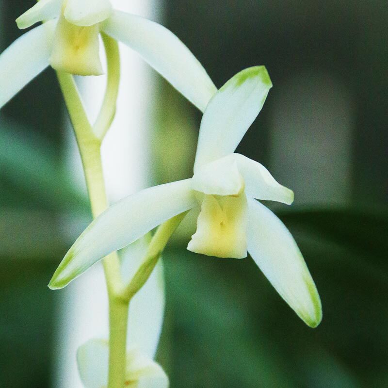 建兰青山玉泉四季浓香素心系列兰花十三太保精品高端盆栽名贵品种