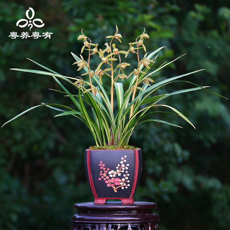 宇宙殿金边墨兰名贵品种系列兰花五星级藏龙翁源兰阳之松植物盆栽