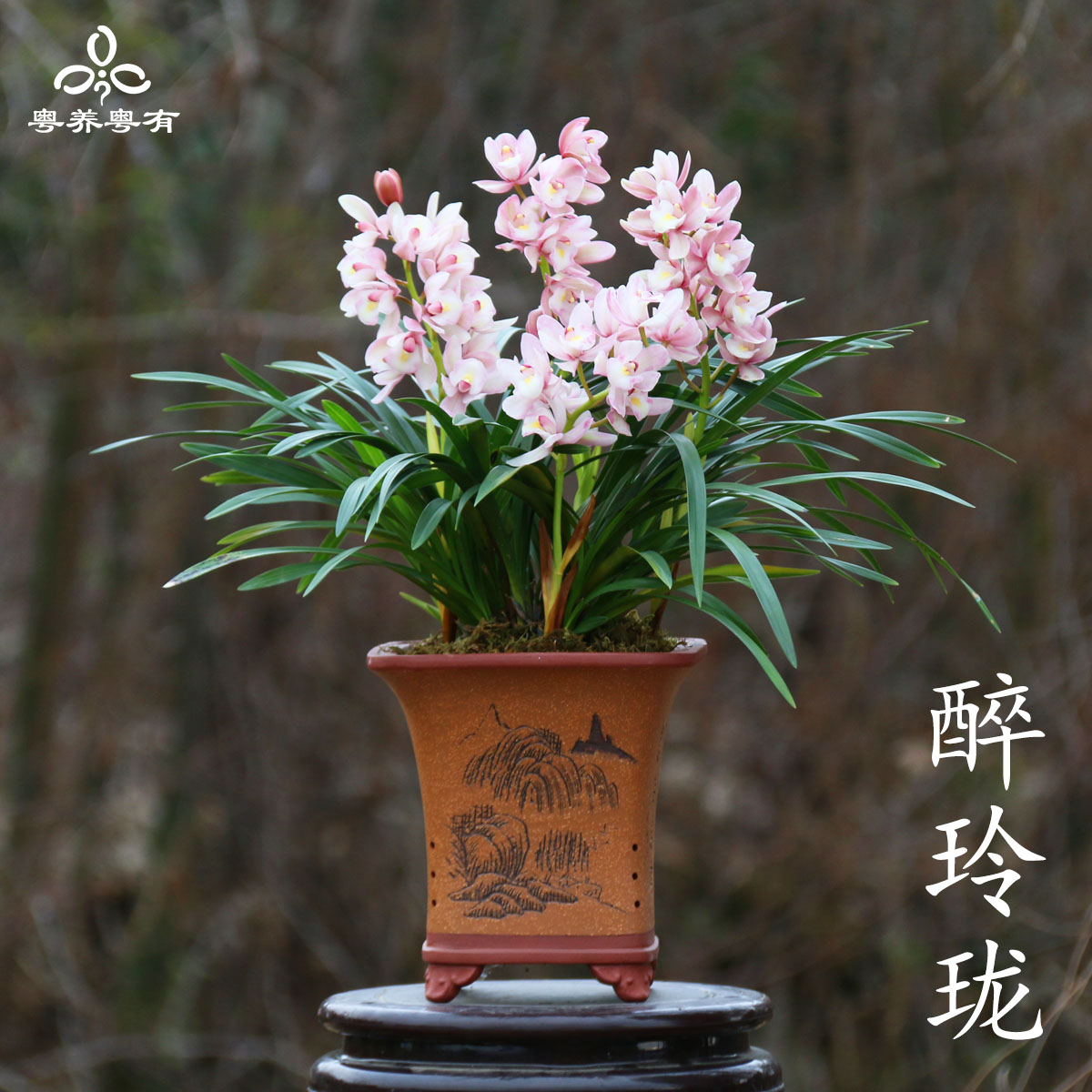 大花蕙兰惠兰粉色醉玲珑樱花香妃兰花苗直销翁源盆栽高端精品珍贵,鲜花速递/花卉仿真/绿植园艺,国兰/杂交兰/洋兰类,淘宝优惠券,粉丝福利购,淘宝优惠卷