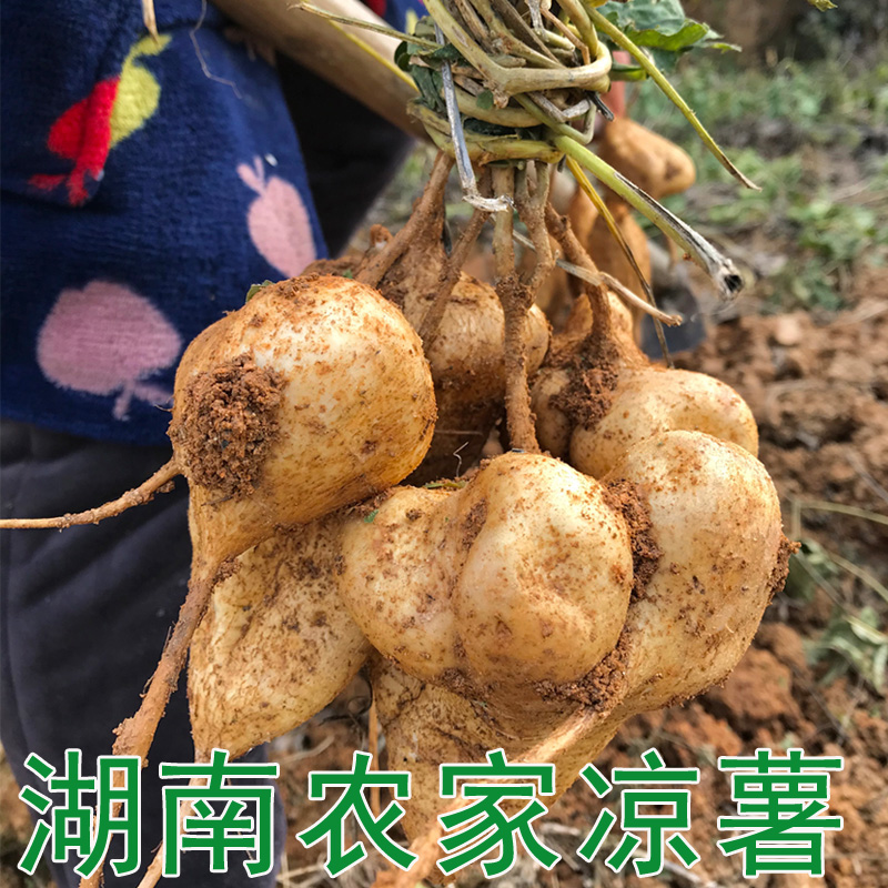 凉薯湖南农家自种季节蔬菜