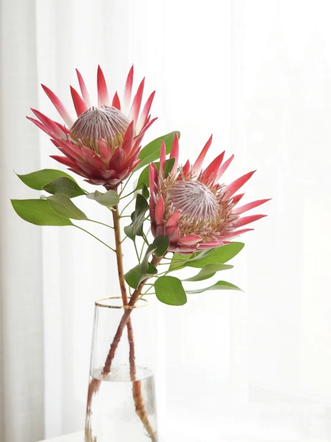 南非进口帝王花公主花鲜花生日婚礼插花速递云南基地直发家用水养