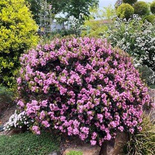 【嘉瑞】常绿耐寒耐旱花灌木  粉团石斑木