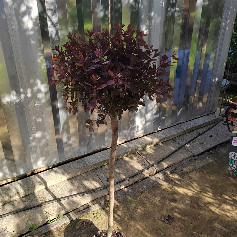 烟树 美国紫叶红栌棒棒糖 香山红叶黄栌观叶观花庭院阳台景观植物