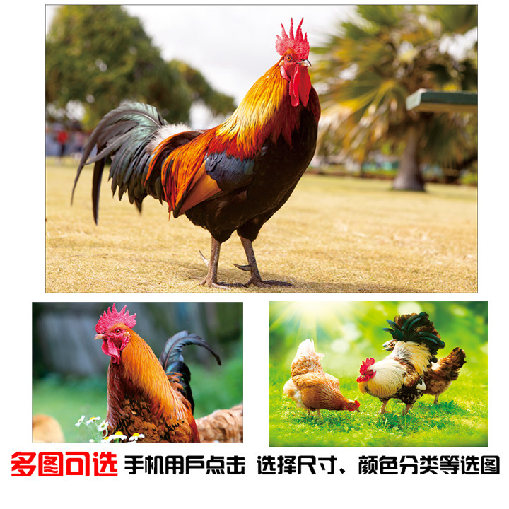 养鸡场宣传广告贴画金鸡啼鸣报喜大公鸡海报图生态散养鸡年画挂画