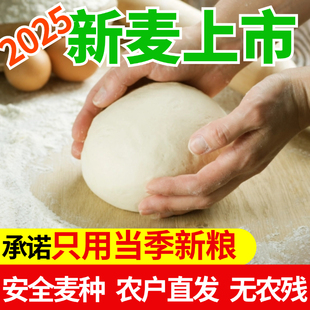 山东自磨白面石磨小麦面粉农家原生态自留种低脂无添加含胚芽家用