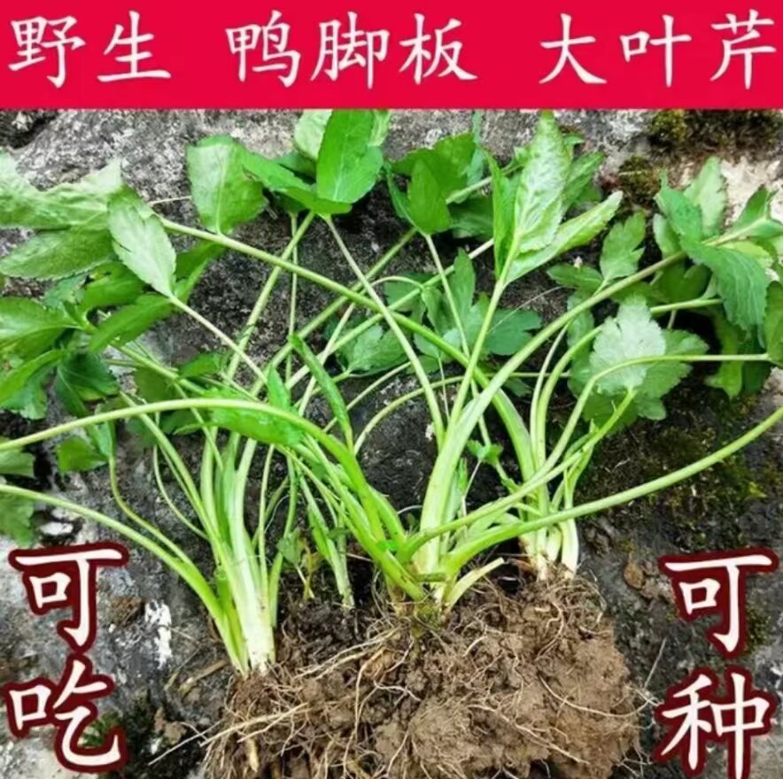 新鲜三叶野蜀葵大叶芹种植利尿鸭脚板鹅脚板中药材包邮图片
