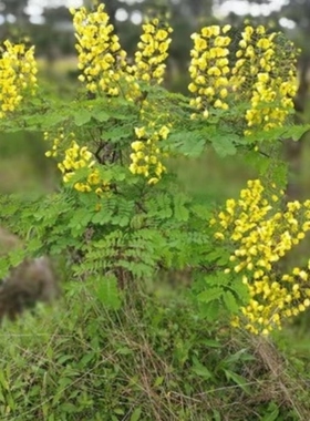 现挖云实根 黄牛刺根斗米虫树根 阎王刺根药材 新鲜云实树根500克