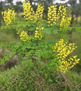 现挖云实根 黄牛刺根斗米虫树根 阎王刺根药材 新鲜云实树根500克