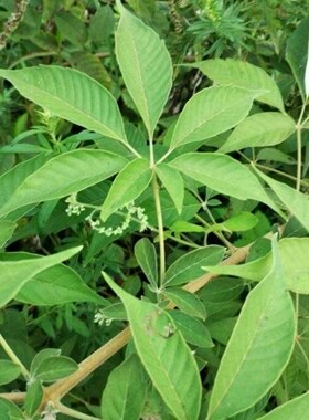 黄荆苗黄荆树苗五指柑苗七指风苗布荆苗盆栽