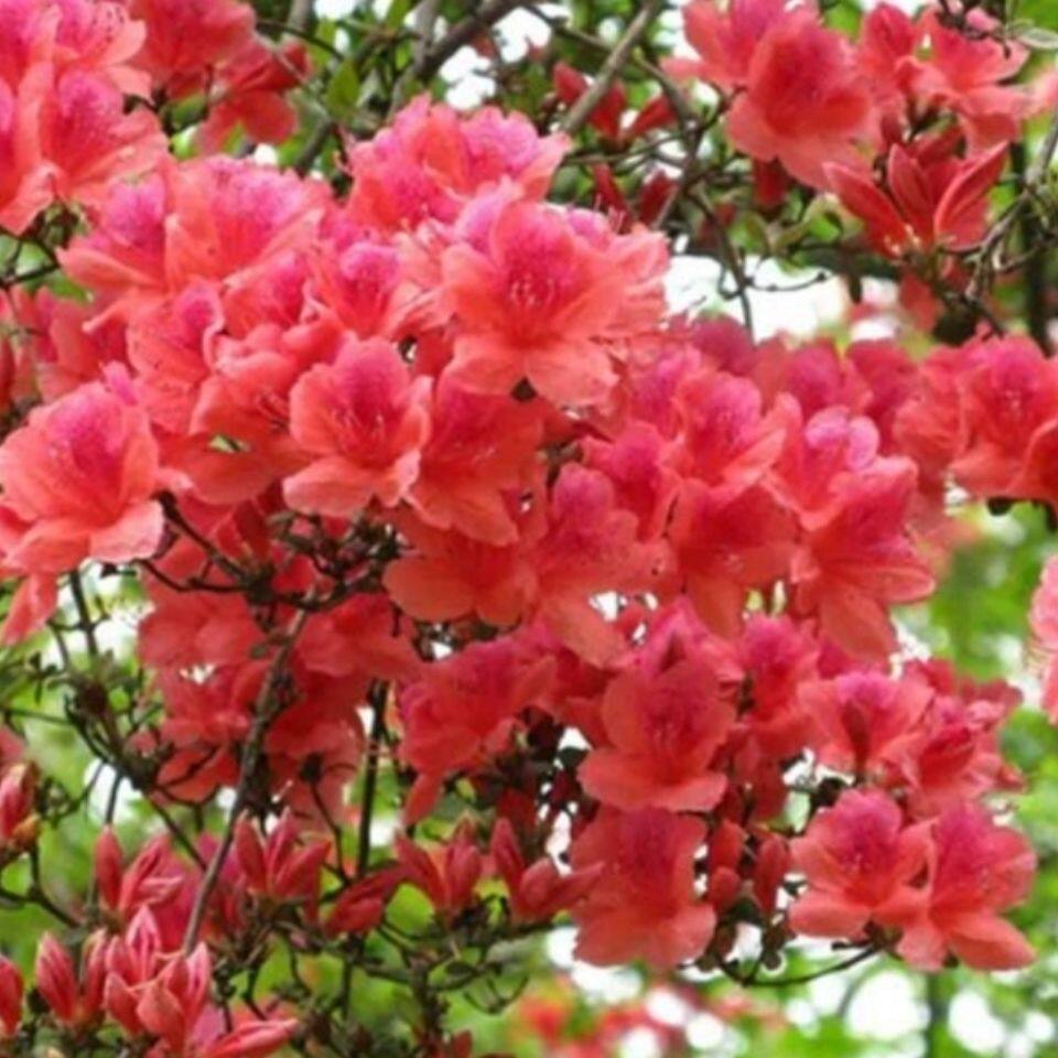 火烈鸟杜鹃花东鹃九留米杜鹃花 杜鹃