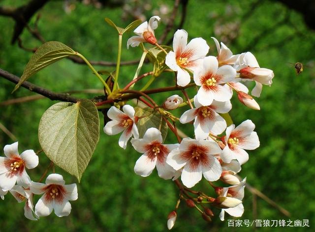 油桐树种植苗桐子树种籽下单现挖油桐树苗庭院果园栽培