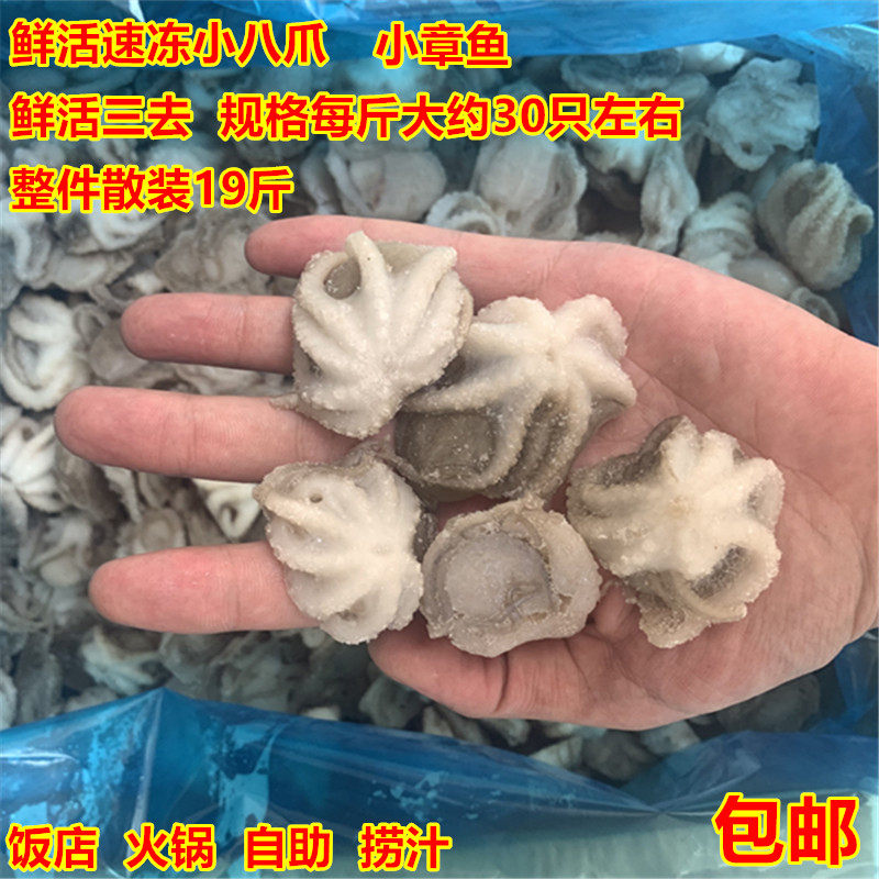 鲜活速冻三去小八爪章鱼单冻迷你小八爪麻辣迷你小八爪海鲜小八爪