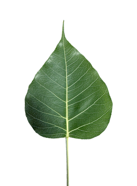 叶雕专用树叶菩提叶激光雕刻树叶手工DIY菩提叶叶脉画材料