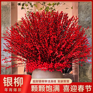 银柳真花鲜枝新年宵花卉盆栽红色干花福桶室内花绿植物银柳鲜花卉