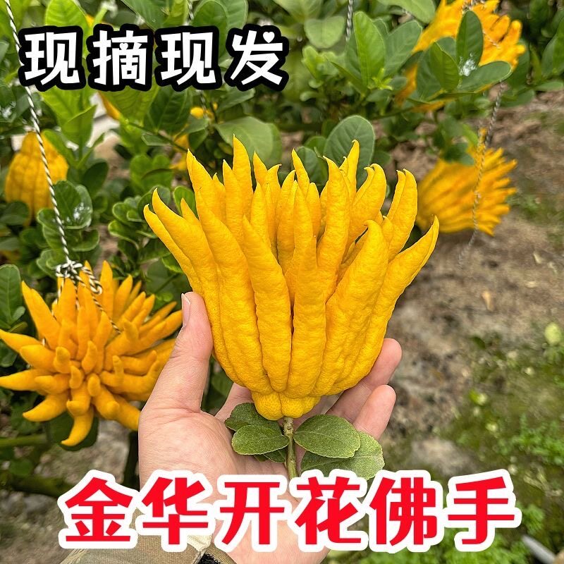 金华新鲜佛手食用佛手果佛手柑佛手瓜香橼清供观赏小佛手现摘现发