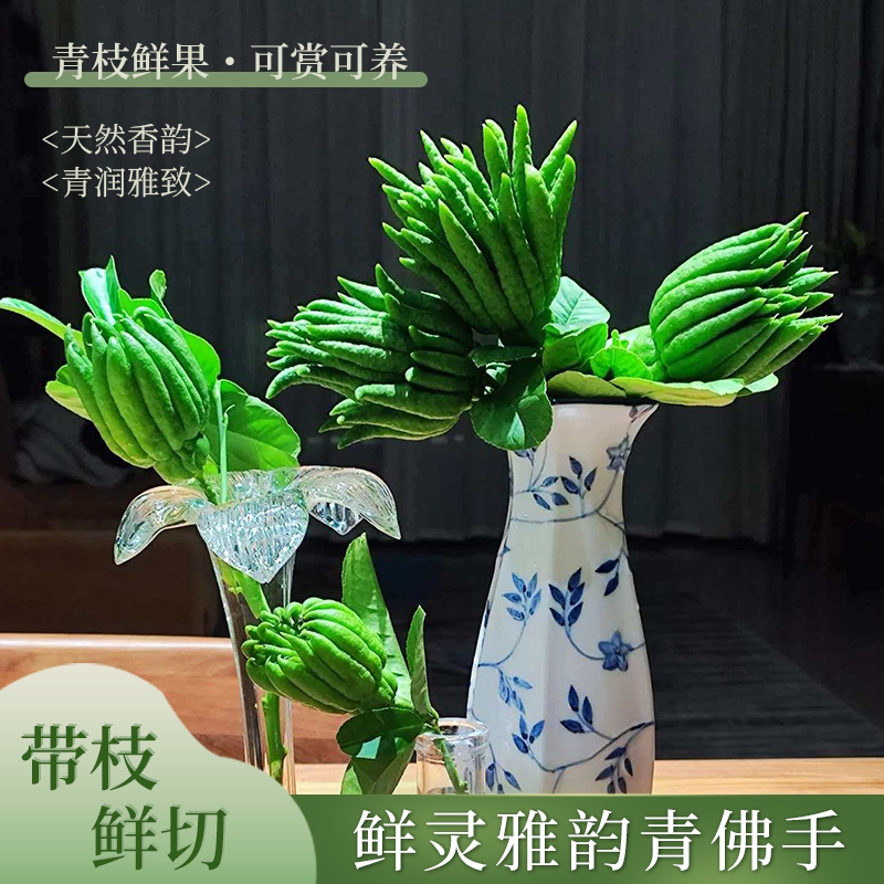 【带枝水养】佛手果新鲜带枝水培小佛手青果插花清供观赏把玩包邮