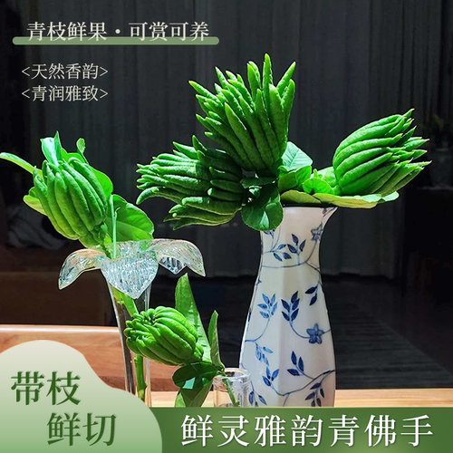 【带枝水养】佛手果新鲜带枝水培小佛手青果插花清供观赏把玩包邮