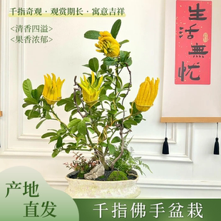佛手柑树苗盆栽带果室内阳台庭院老桩金华佛手鲜果树好养花卉绿植