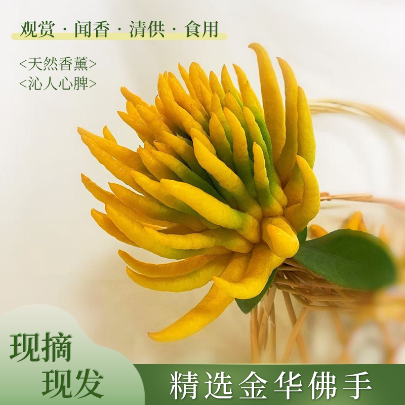 金华新鲜佛手食用佛手果佛手柑带枝水养水培清供观赏佛手现摘现发