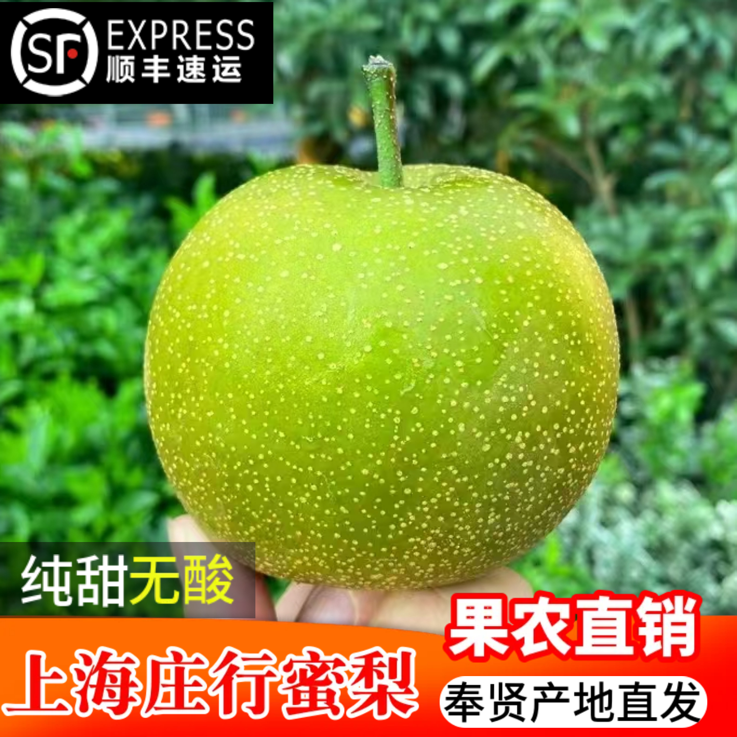 2025上海奉贤庄行蜜梨顺丰包邮
