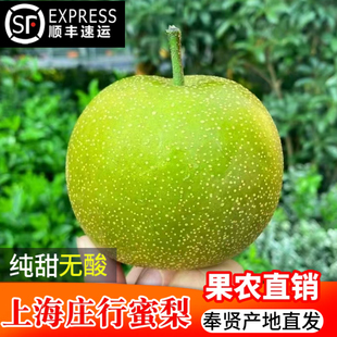 果农直发当季上海奉贤庄行蜜梨翠冠青皮梨新鲜水果10斤顺丰包邮