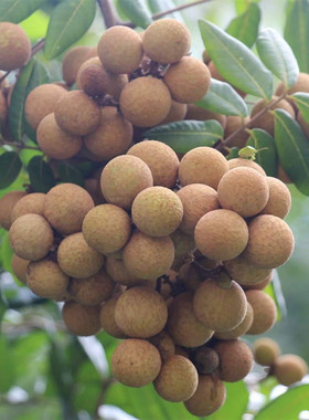 嫁接龙眼树苗石硖储良四季无核龙眼苗南北方种植带土发货当年结果