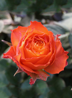 欧月浪漫橙色月季花大包子灌木切花庭院阳台四季开花橙色盆栽花卉