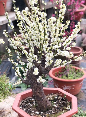 红绿梅花盆景原生朱砂梅游龙梅腊梅造型树桩室内花卉老桩耐寒盆栽