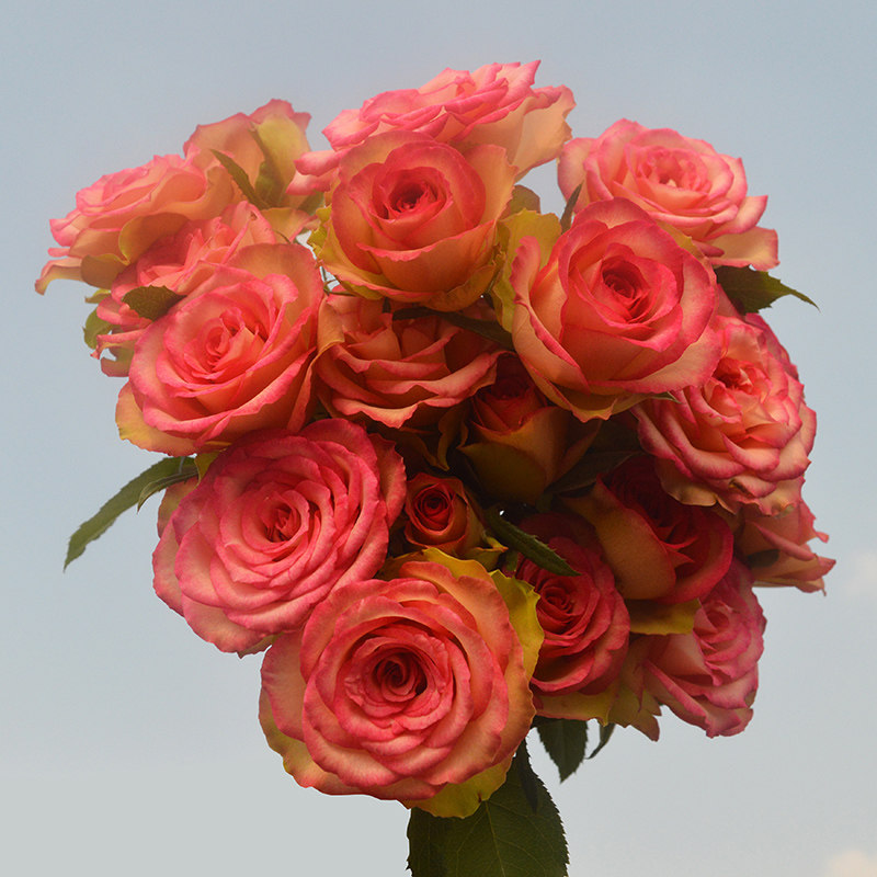 红袖玫瑰花大苗阳台月季花浓香大花切花玫瑰盆栽室内外花卉植物