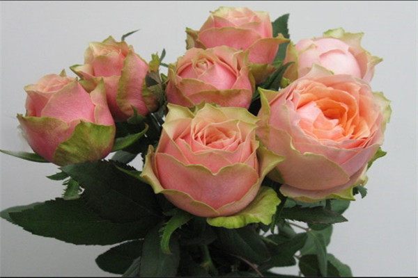 切花月季教父月季花四季小苗稀有品种四季阳台花卉绿植苗