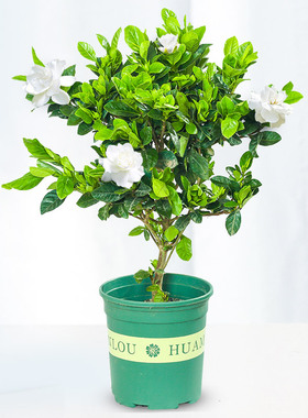 栀子花盆栽带花苞室内花浓香型办公室观花植物绿植小盆栽四季开花