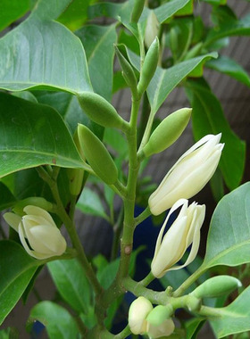 浓香嫁接耐热白兰花黄角兰黄桷兰白玉兰黄玉兰花缅桂花苗净化空气