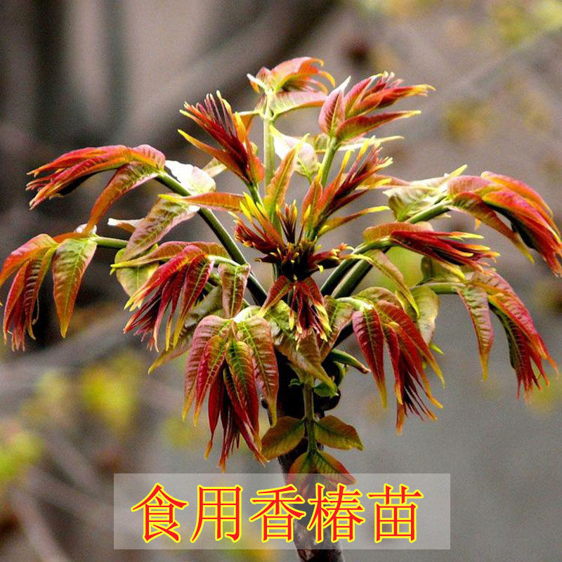 红油香椿苗 果树苗椿树苗 盆栽食用香椿树苗芽菜南方北方种植树苗