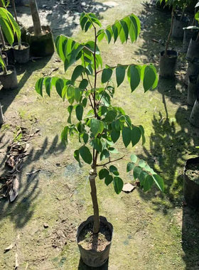 嫁接正宗四季甜杨桃树苗南北方地栽盆栽阳台庭院种植栽植当年结果