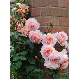 亚伯拉罕月季花大苗奥斯汀大花浓香阳台庭院绿植物盆栽多季开花卉