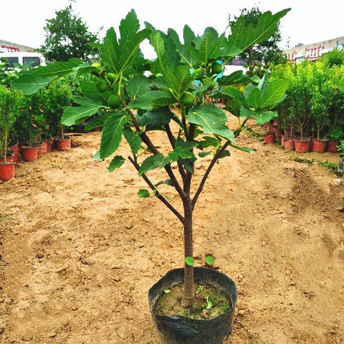 特大无花果苗树带土当年结果盆地栽南方北方庭院种植无花果树果苗