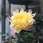 烟火褶裙浓香多季 荷兰月季 花苗 进口欧洲月季 勤花玫瑰 烟花波浪