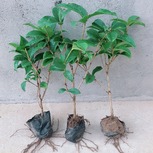 原生四季桂花树苗盆栽八月桂月月桂金桂盆景阳台庭院浓香花卉植物