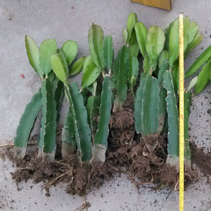 红心红肉火龙果苗四季树苗果树带根南北方种植阳台栽盆栽当年结果