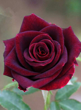 少有的紫黑色玫瑰花苗紫罗兰大花型阳台楼顶庭院盆栽观花绿植花卉